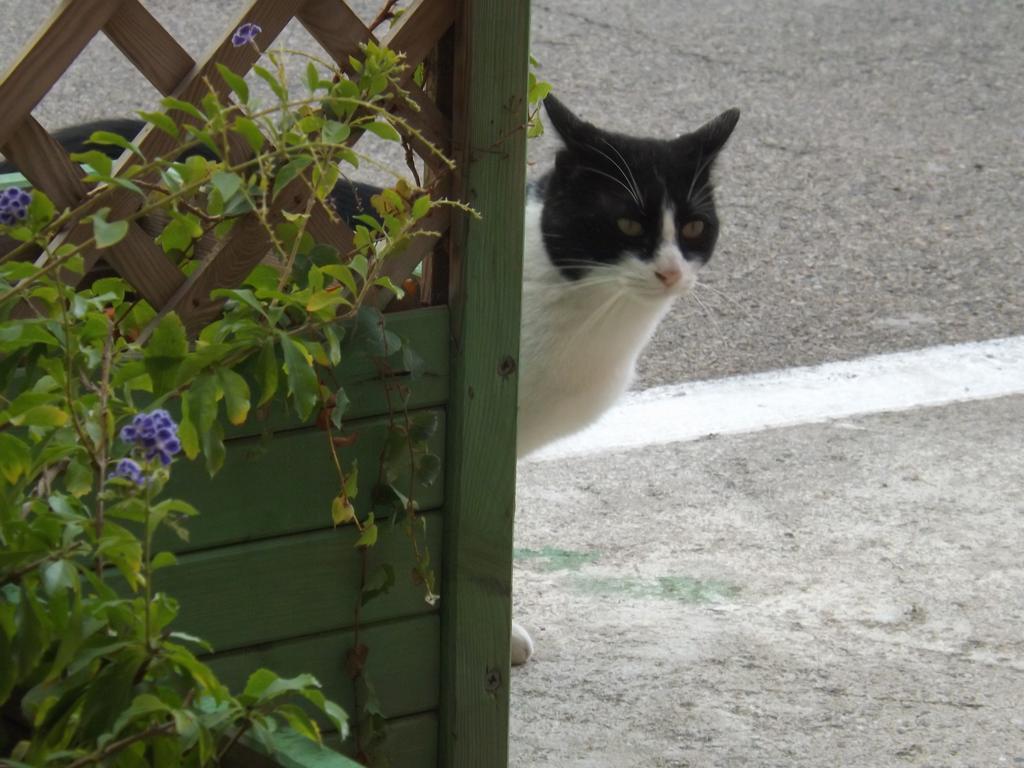 B&B Il Gatto Pescatore Stintino Buitenkant foto